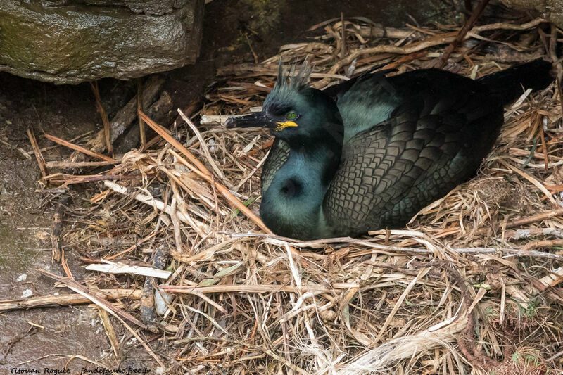 European Shag