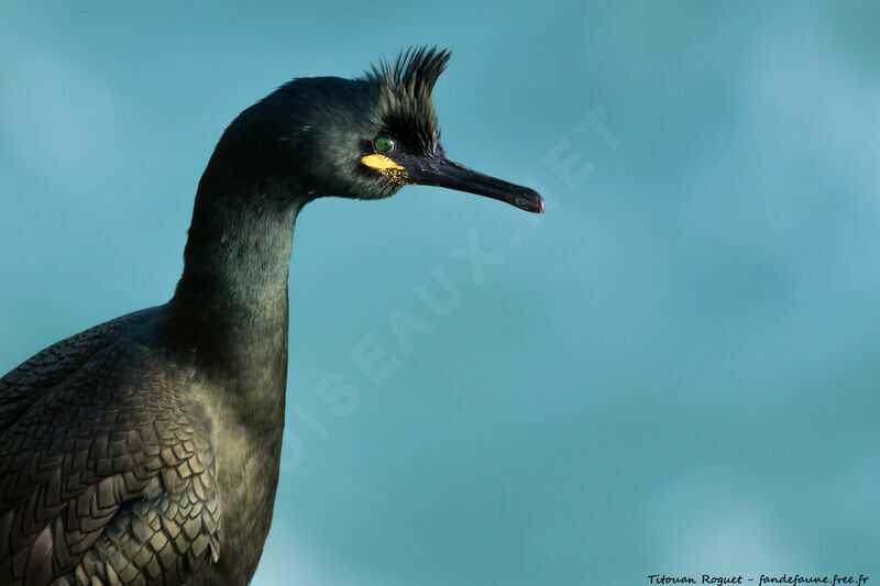 European Shag