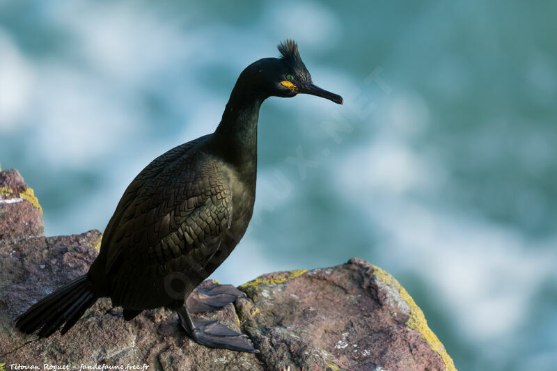 European Shag