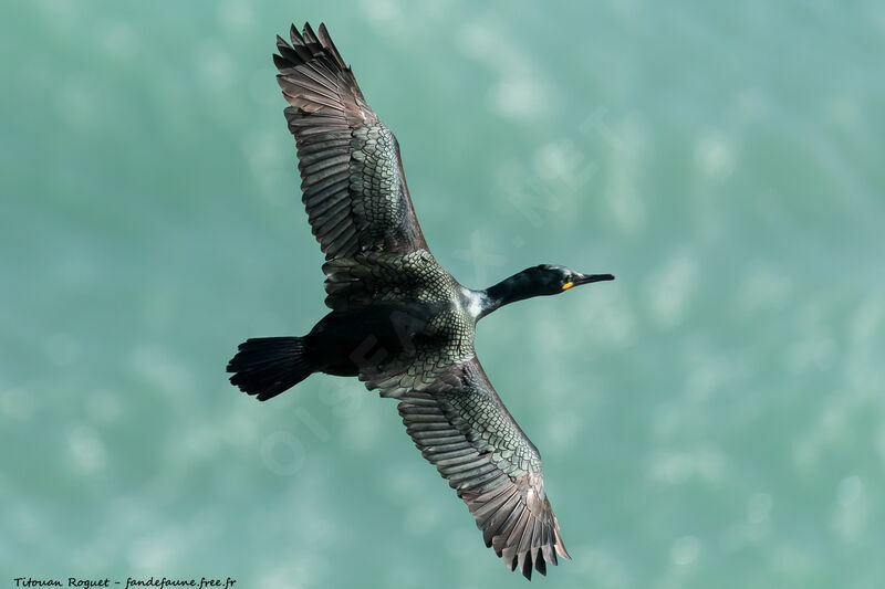 European Shag