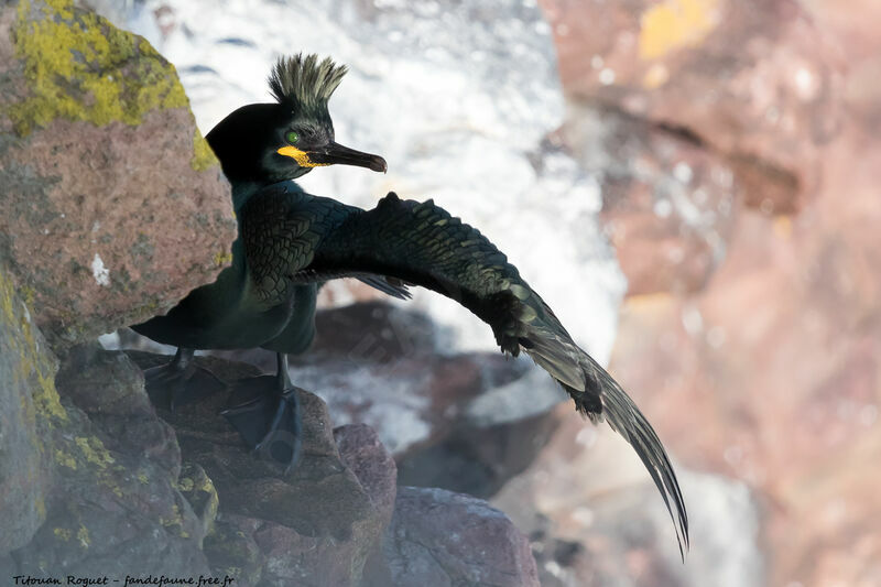 European Shag