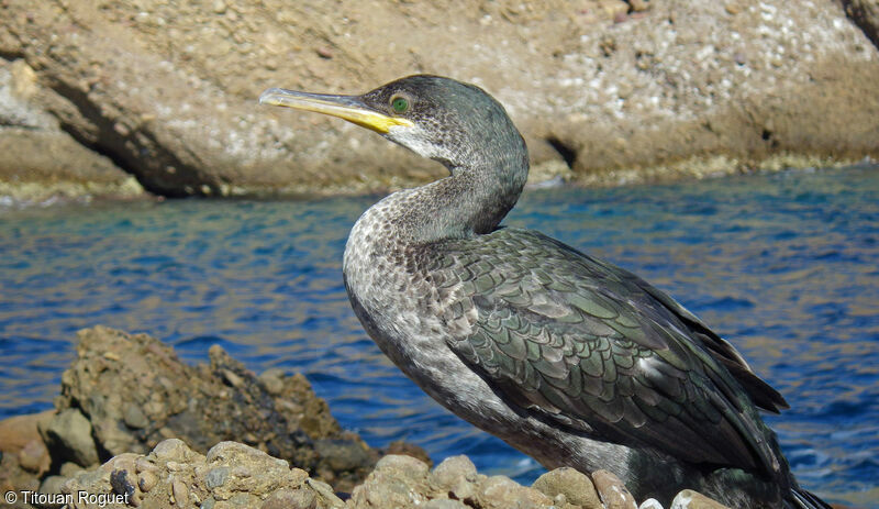 Cormoran huppé, identification