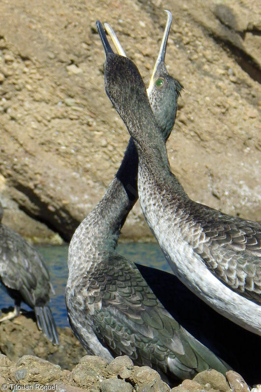 European Shag, identification, courting display