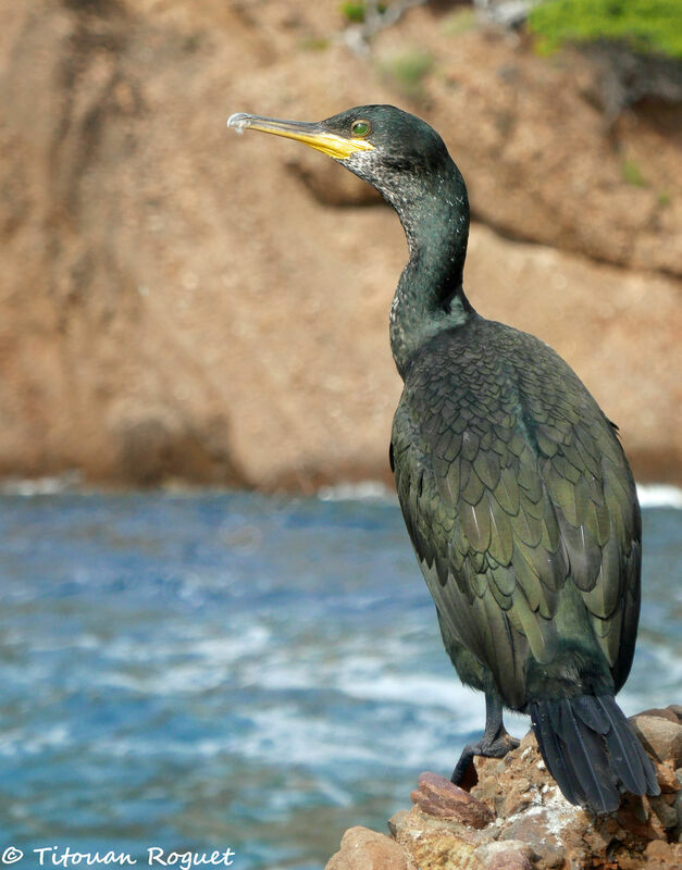 European Shag, identification