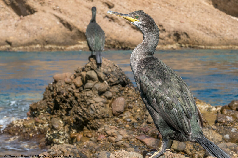 Cormoran huppé, identification