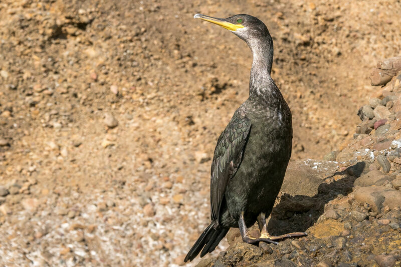 European Shag, identification