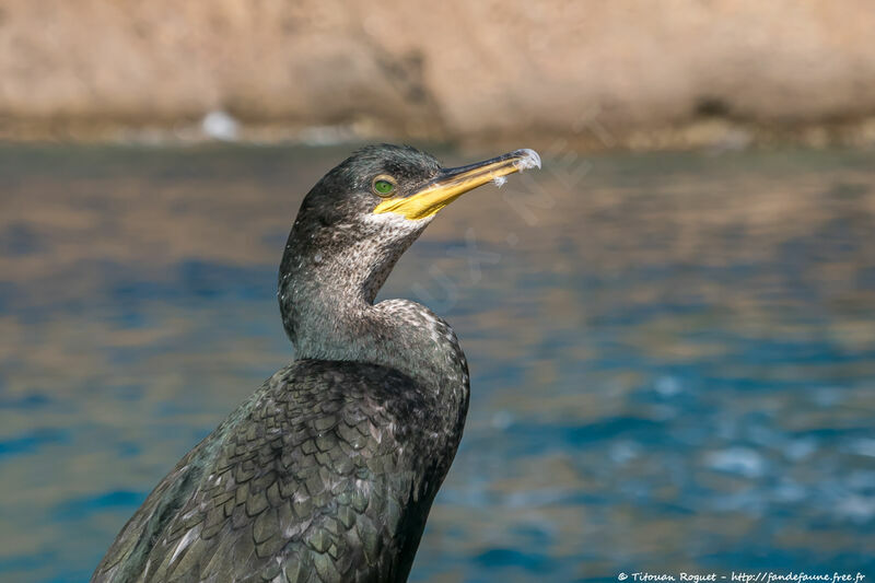 European Shag, identification, close-up portrait