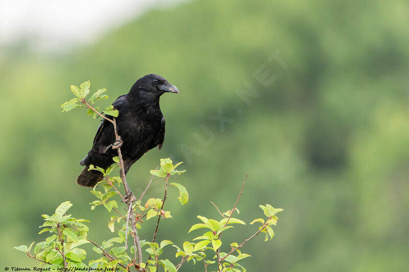 Corneille noire, identification