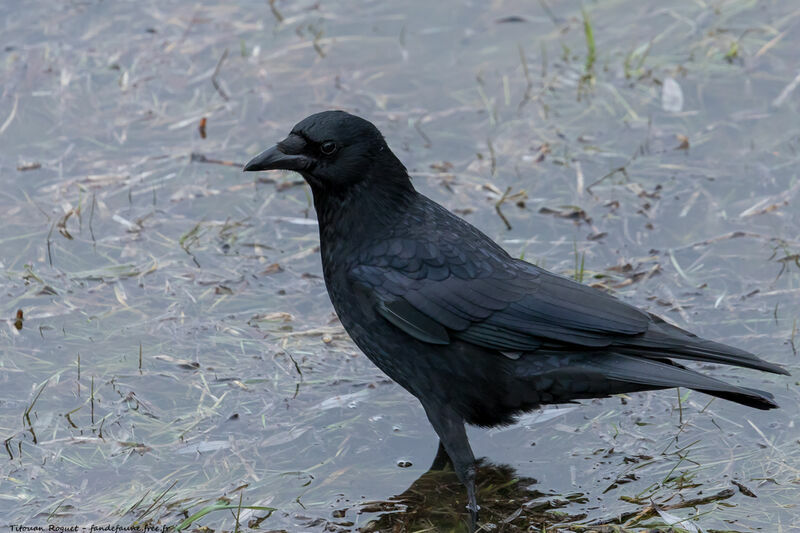 Carrion Crow