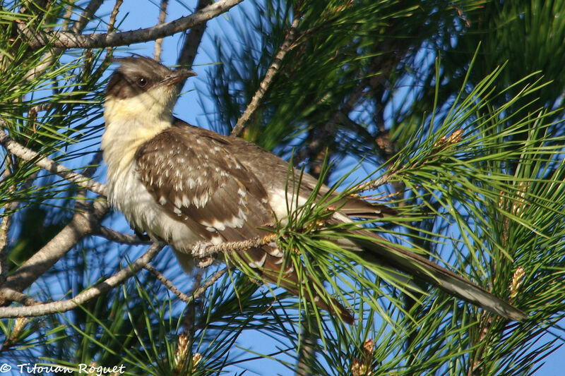 Great Spotted Cuckooadult, identification