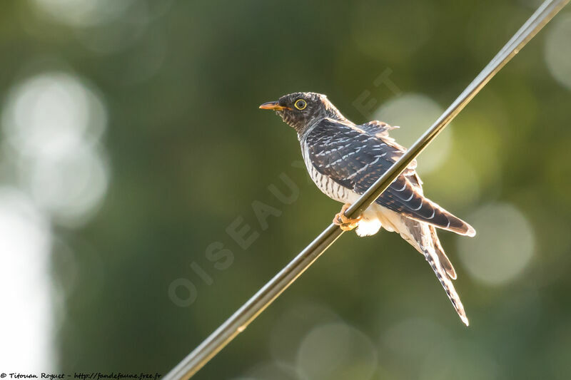 Common CuckooFirst year, identification