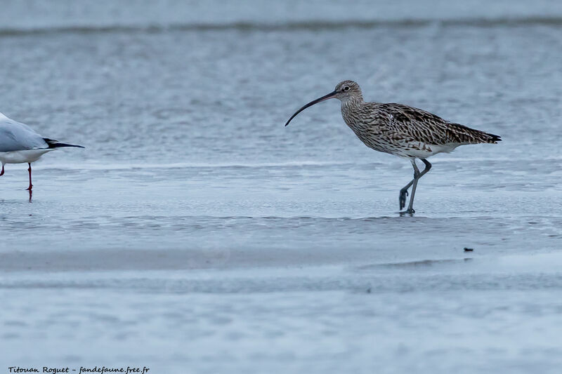 Eurasian Curlew