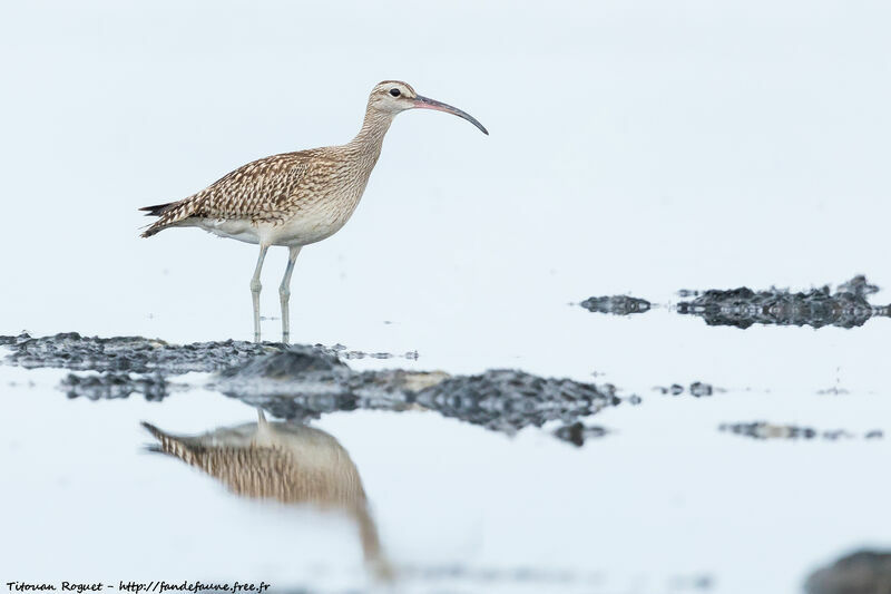 Eurasian Whimbrel