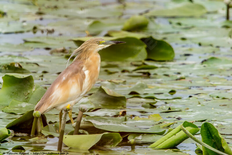 Crabier chevelu, identification