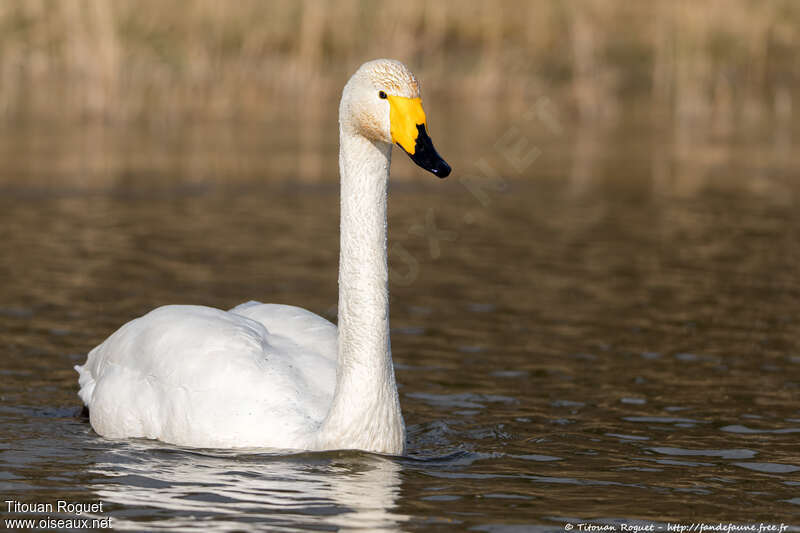 Cygne chanteuradulte, nage