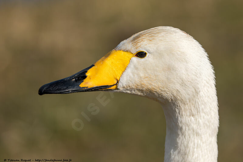 Cygne chanteuradulte, identification, portrait