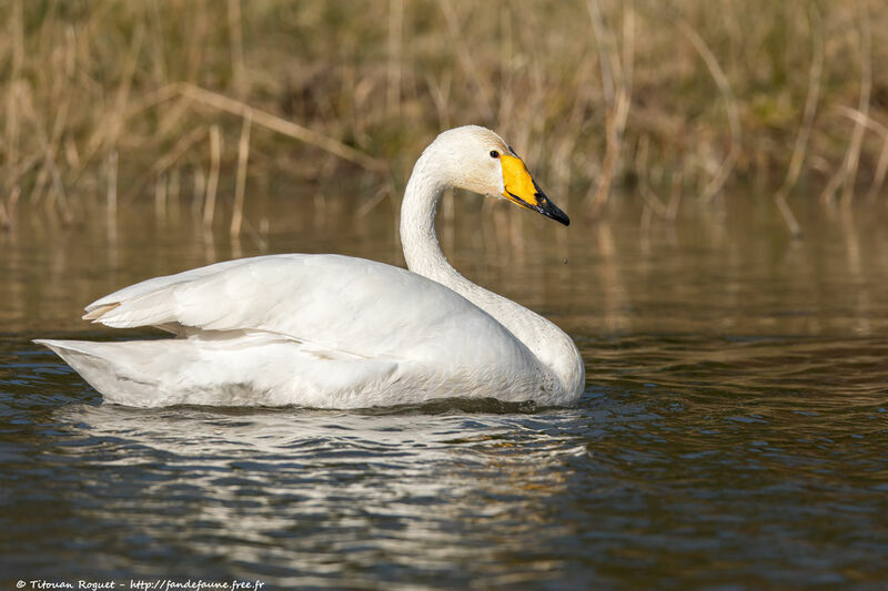 Cygne chanteuradulte, identification, nage