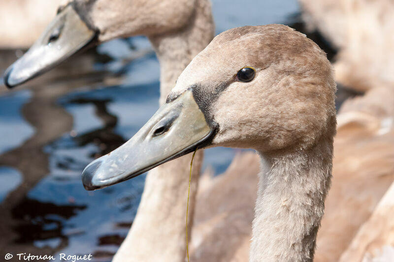 Cygne tuberculé1ère année, identification, portrait