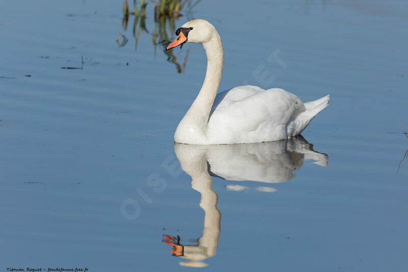 Mute Swan