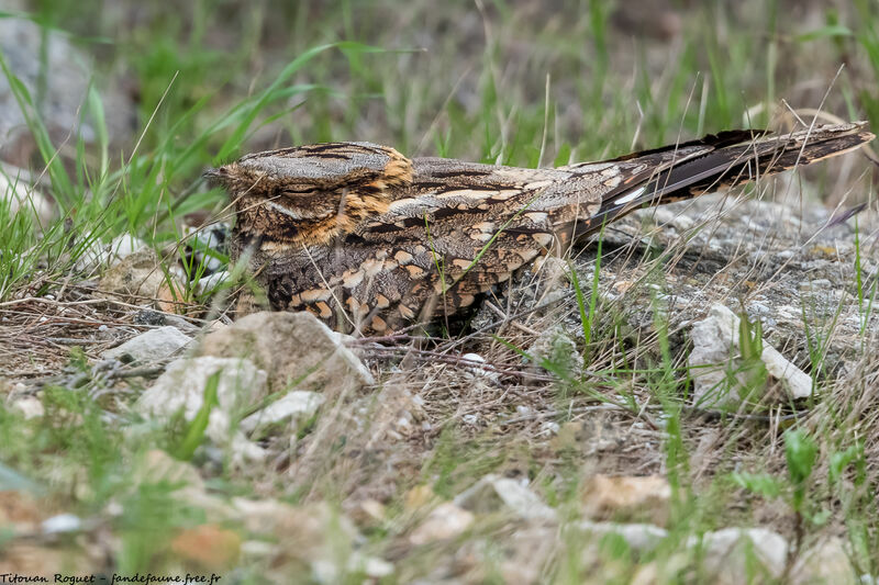 Red-necked Nightjar