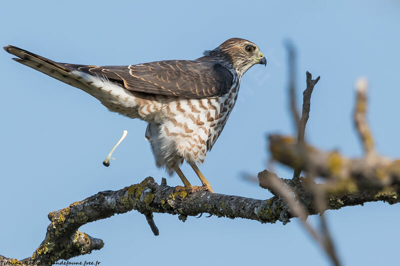 Levant Sparrowhawk