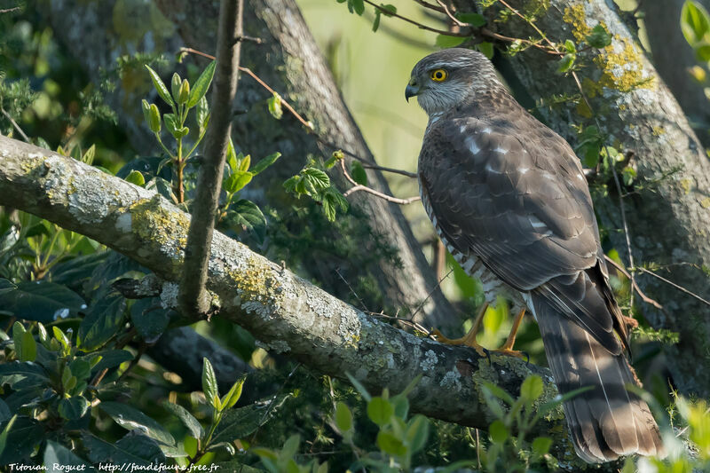 Eurasian Sparrowhawk