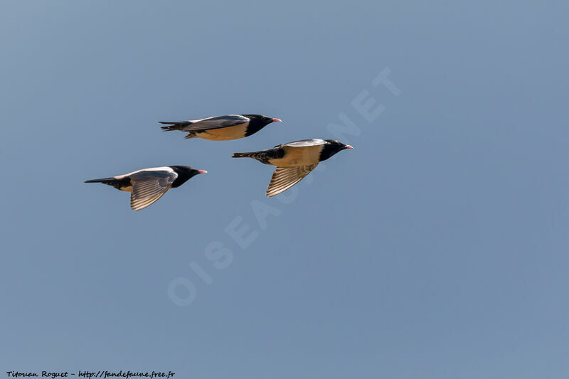 Rosy Starling, Flight