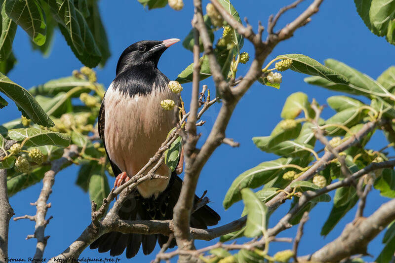 Rosy Starling