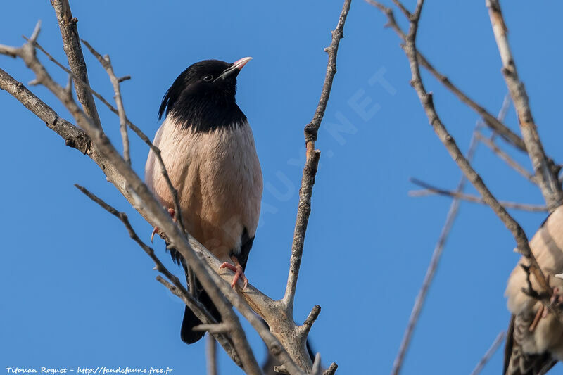 Rosy Starling