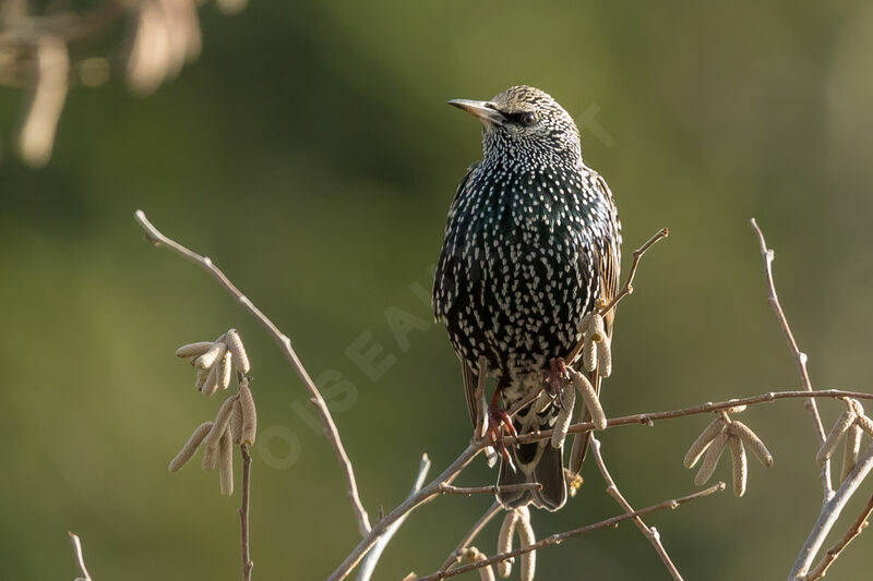 Common Starling