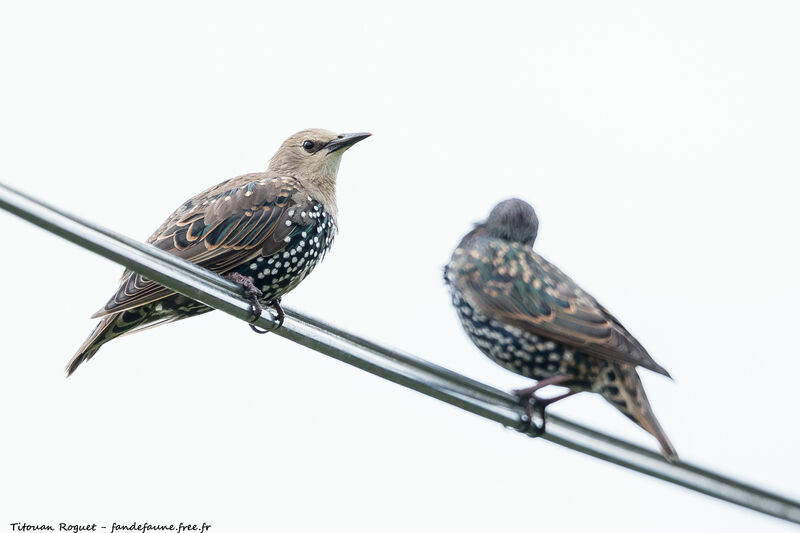 Common Starling