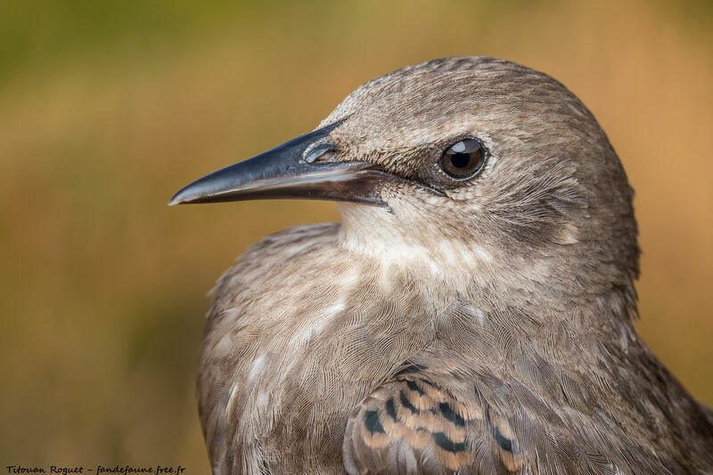 Common Starling