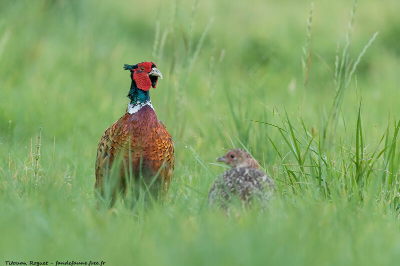 Common Pheasant