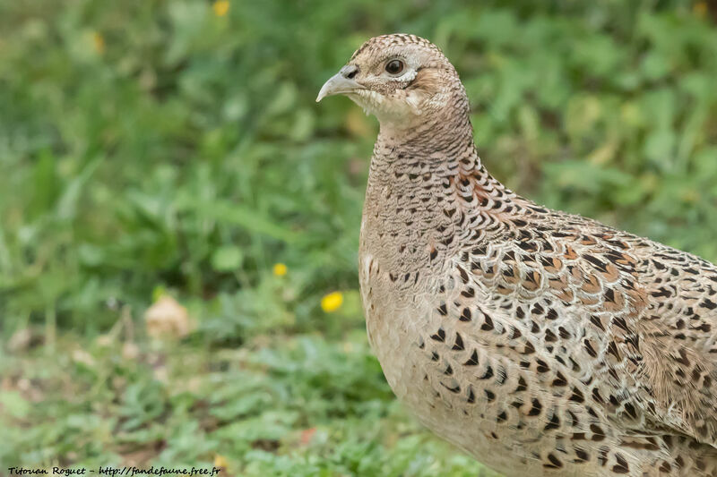 Common Pheasant