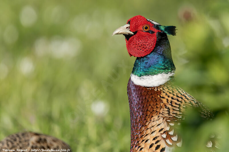 Common Pheasant