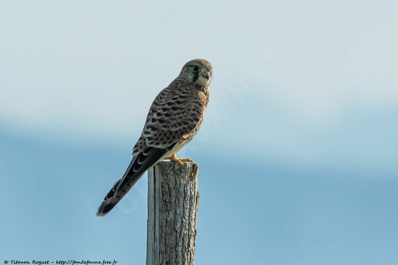 Faucon crécerelle, identification