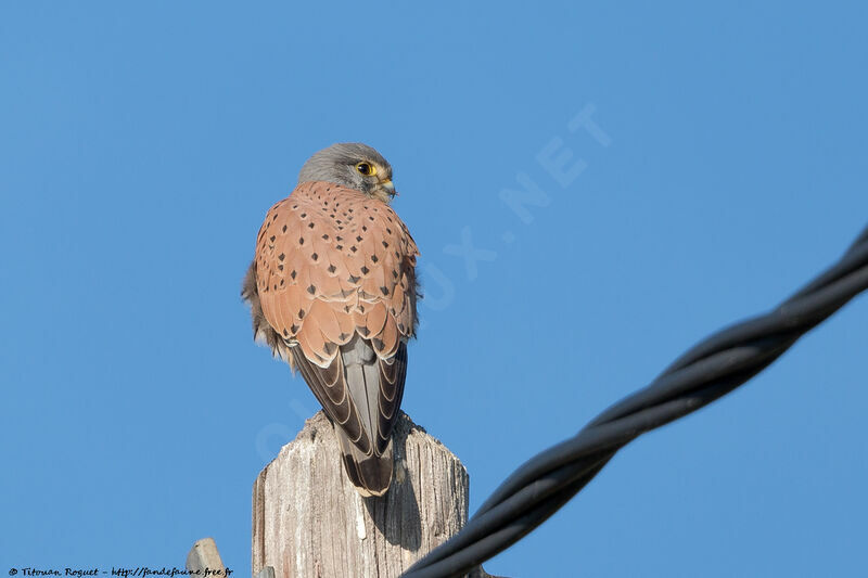 Common Kestrel male, identification