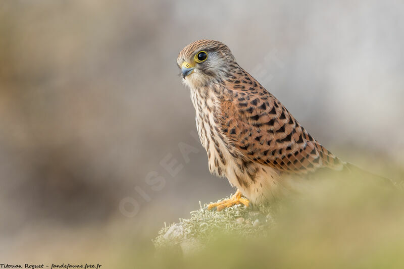 Common Kestrel