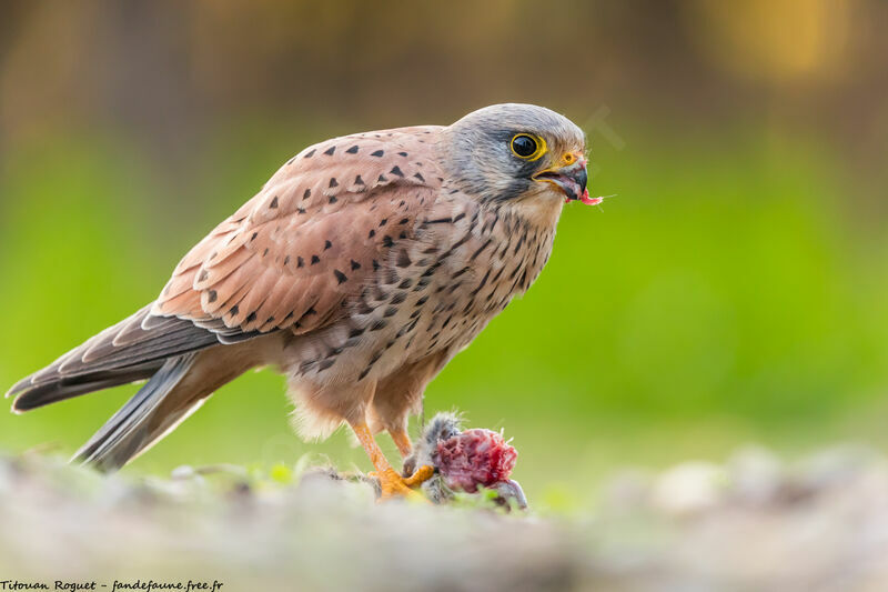 Common Kestrel