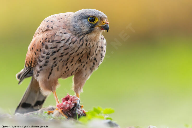 Common Kestrel