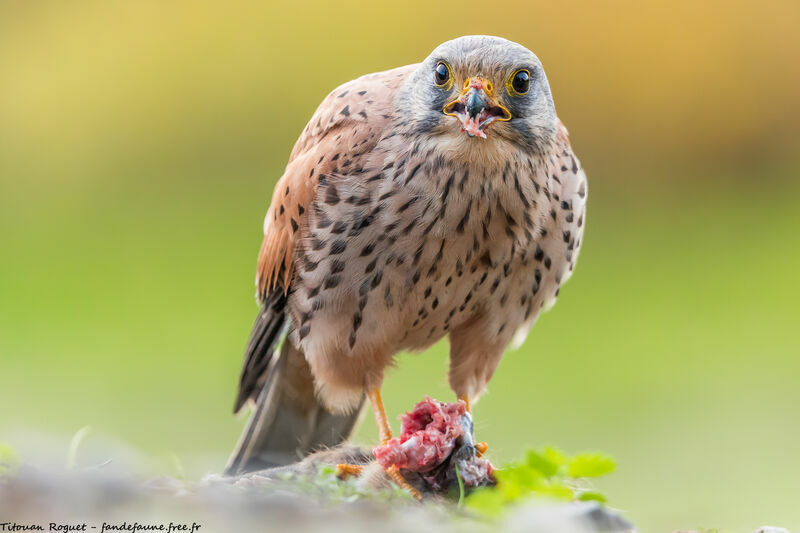 Common Kestrel