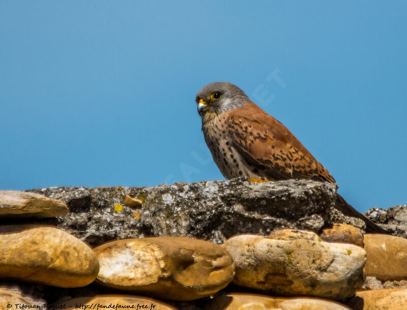 Lesser Kestrel male, identification