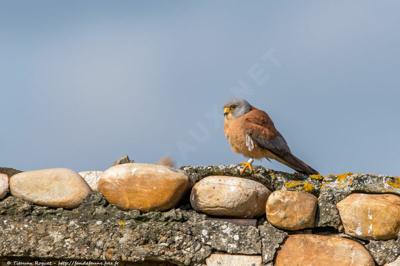 Lesser Kestrel male adult breeding, identification, close-up portrait, aspect, pigmentation