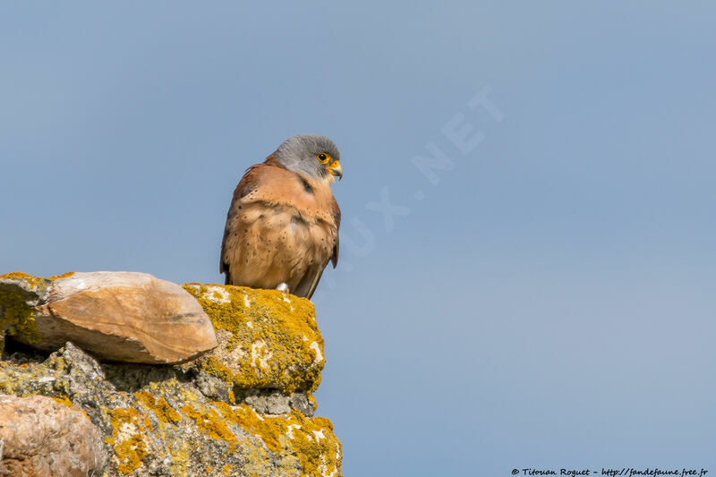 Lesser Kestrel male adult breeding, identification