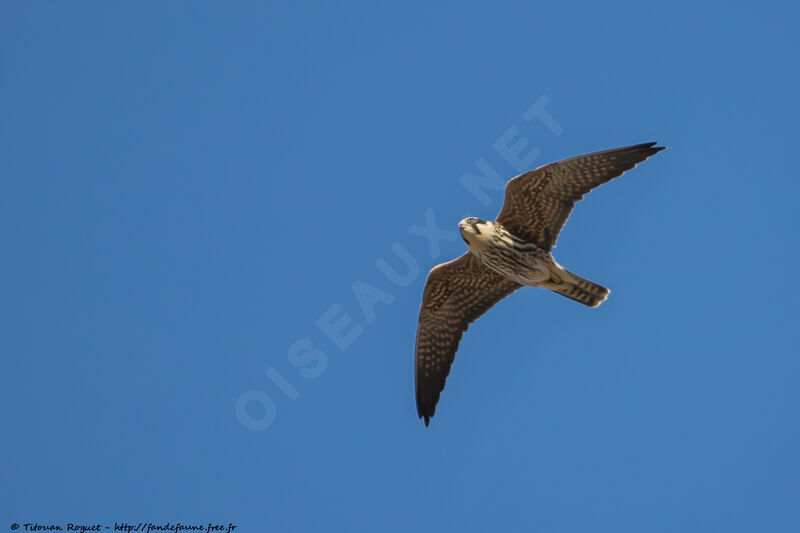 Eurasian Hobby, Flight