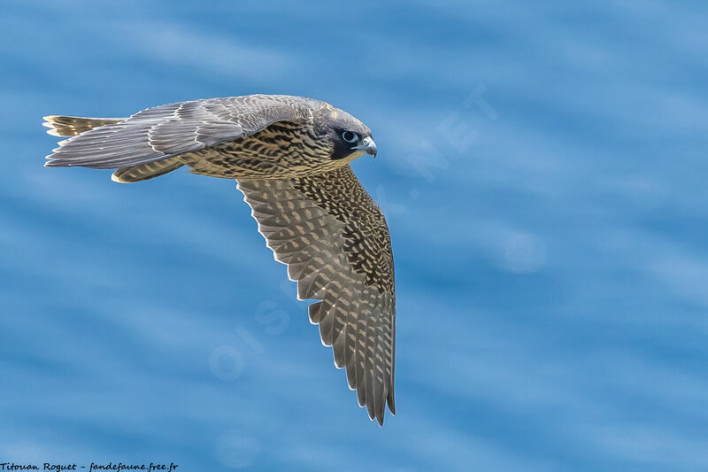 Peregrine Falcon