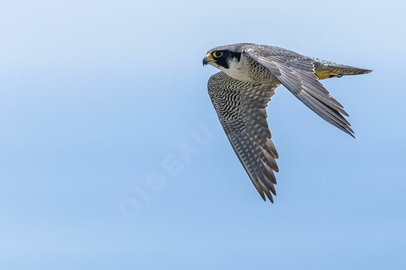 Peregrine Falcon