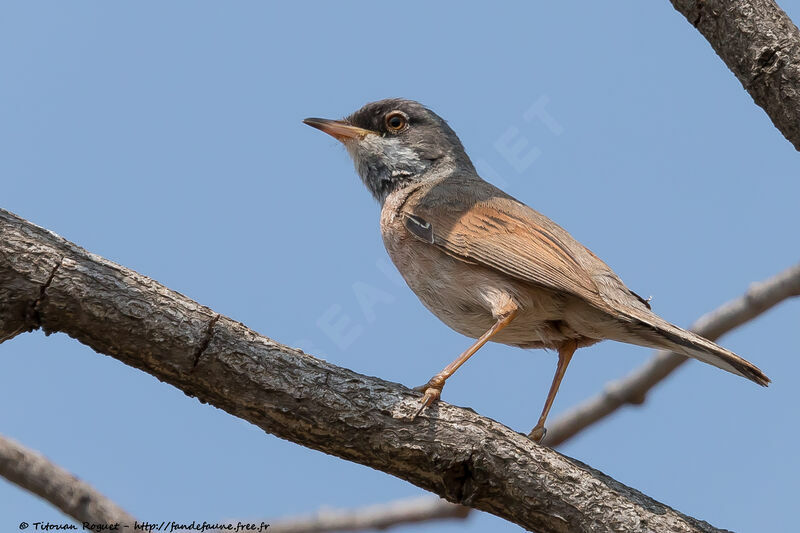 Spectacled Warbler, identification