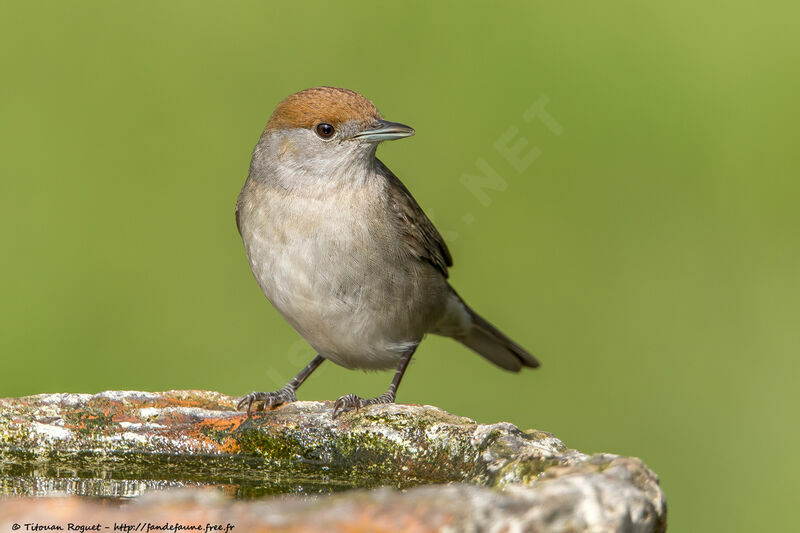 Eurasian Blackcap