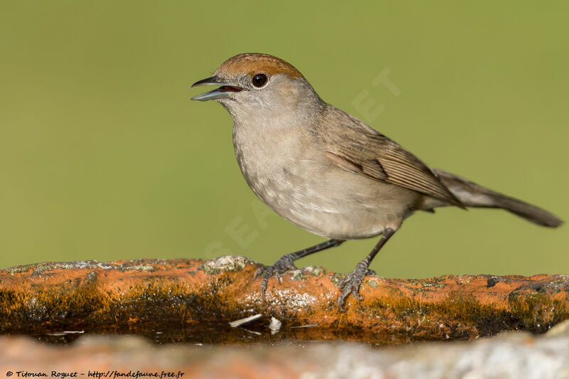 Fauvette à tête noire femelle adulte, identification